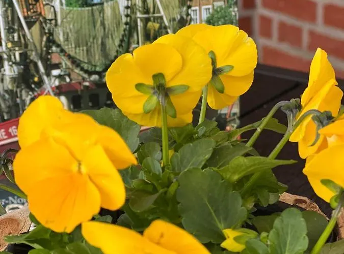 Antje Greetsiel Nordsee * Krummhörn